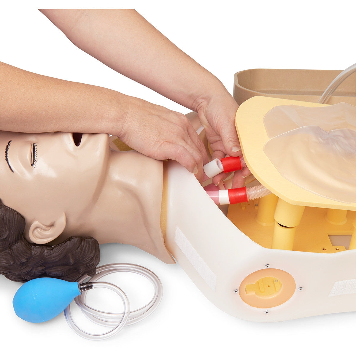 Adult Airway Management Training Torso