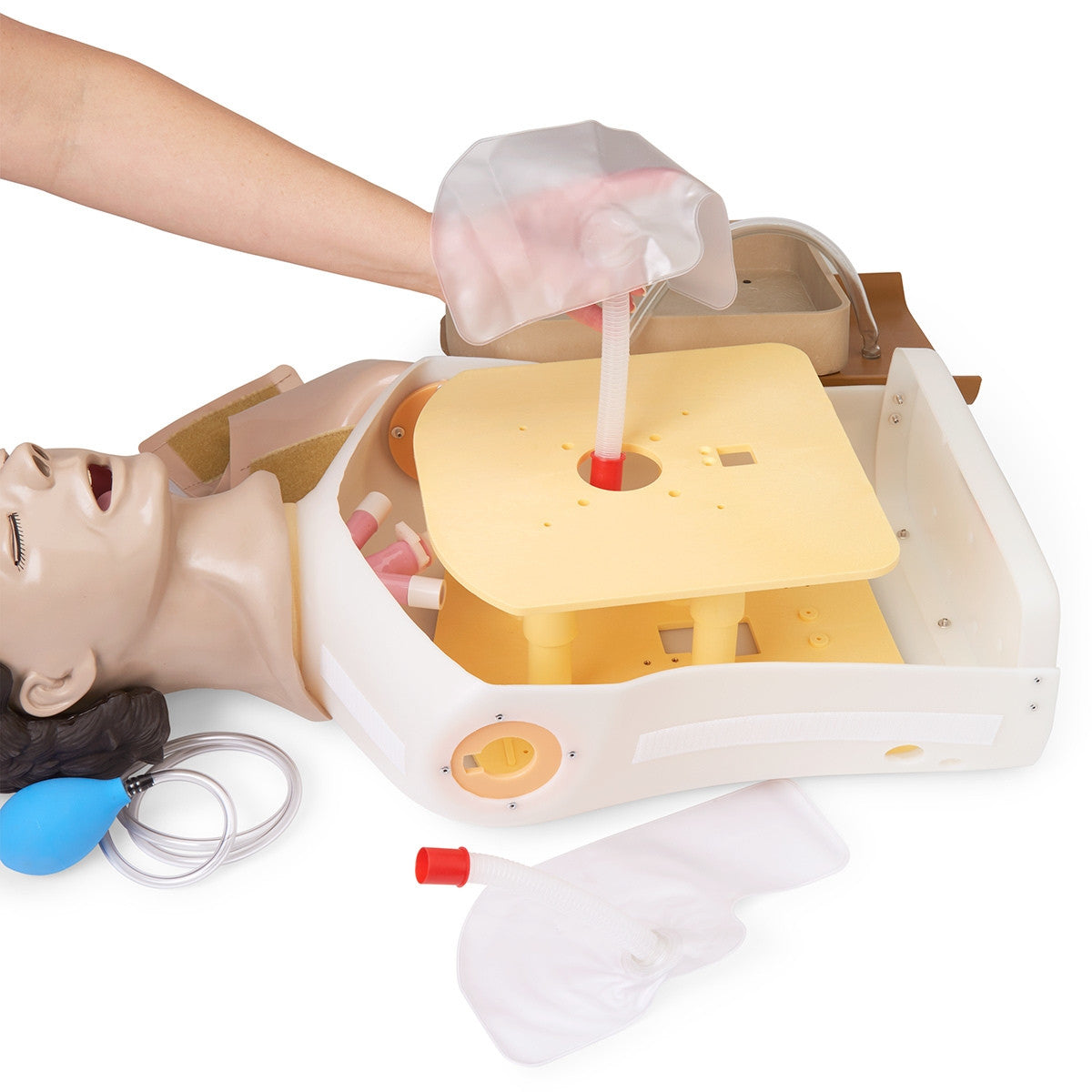 Adult Airway Management Training Torso