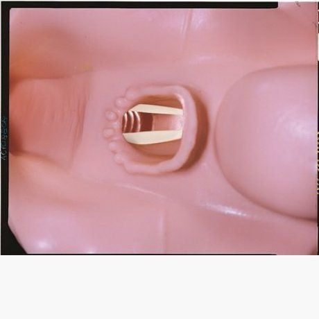 Airway Larry Training Head with Stand