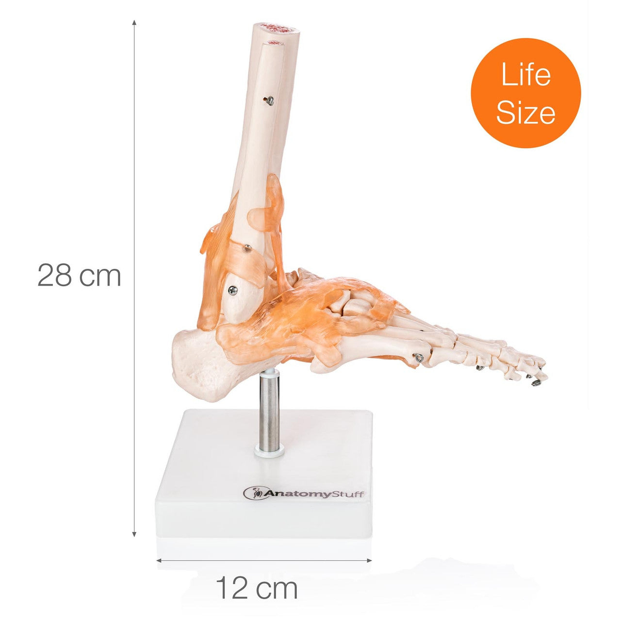 Budget Foot and Ankle Model with Ligaments