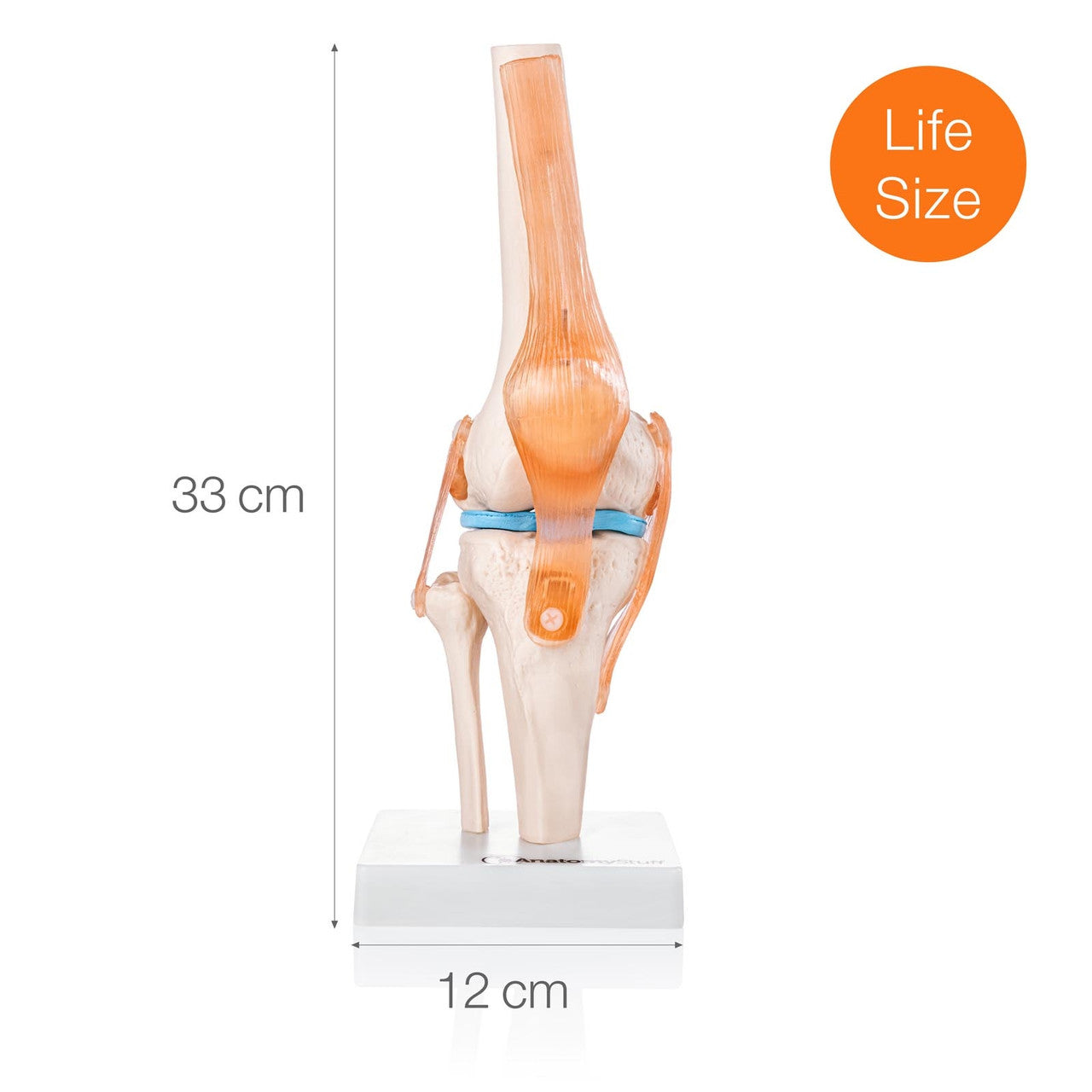 Budget Flexible Knee Model with Ligaments