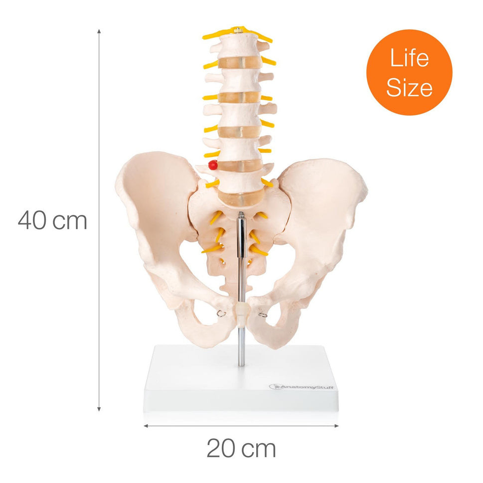 Budget Lumbar Spine Model with Pelvis