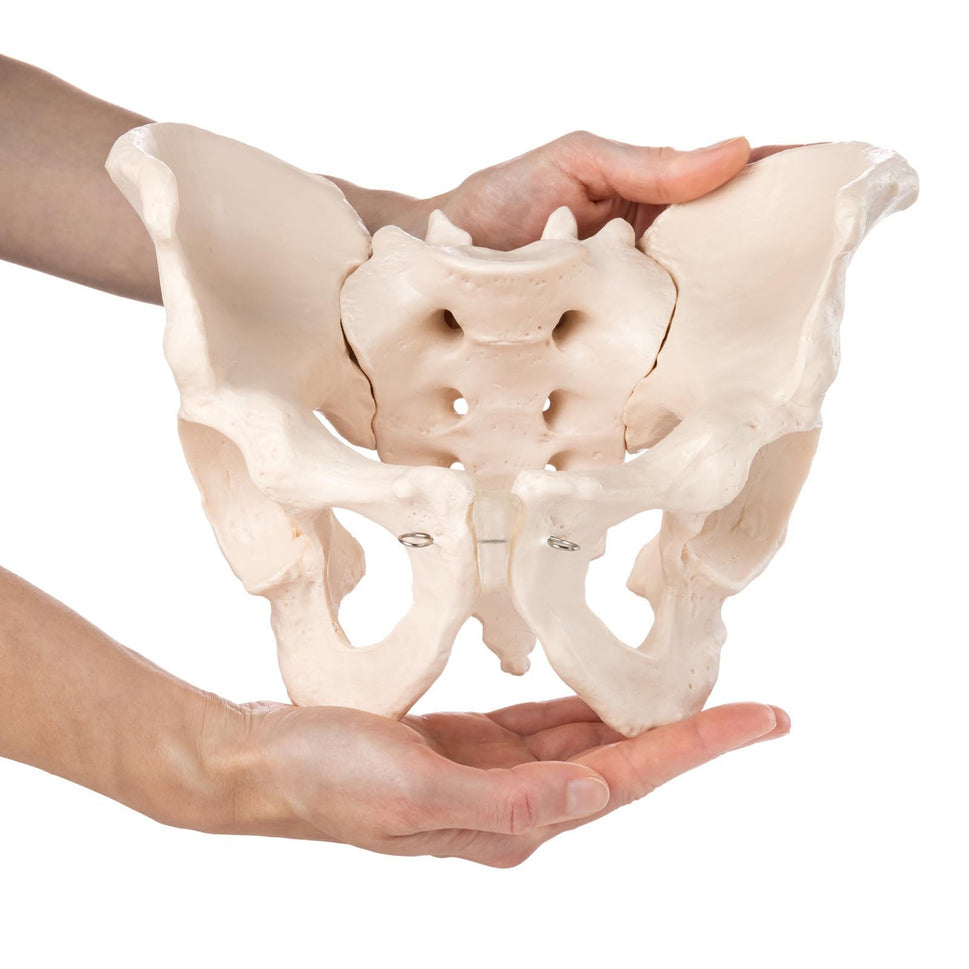 Budget Male Pelvis Model