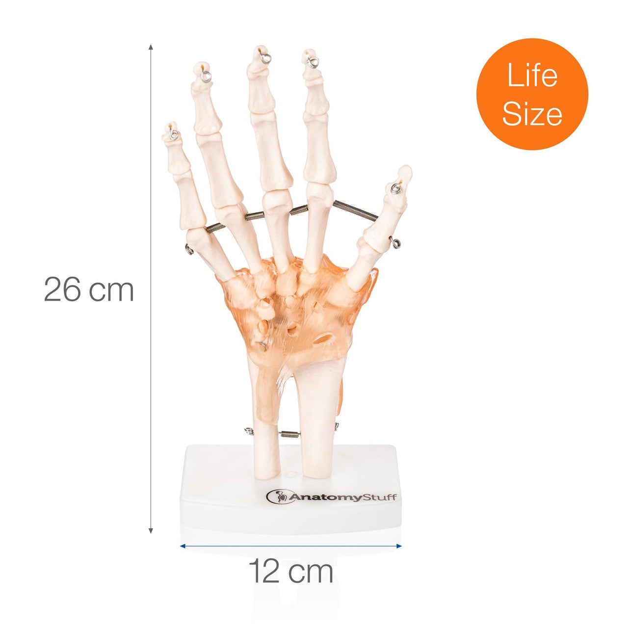 Budget Hand and Wrist Model with Ligaments