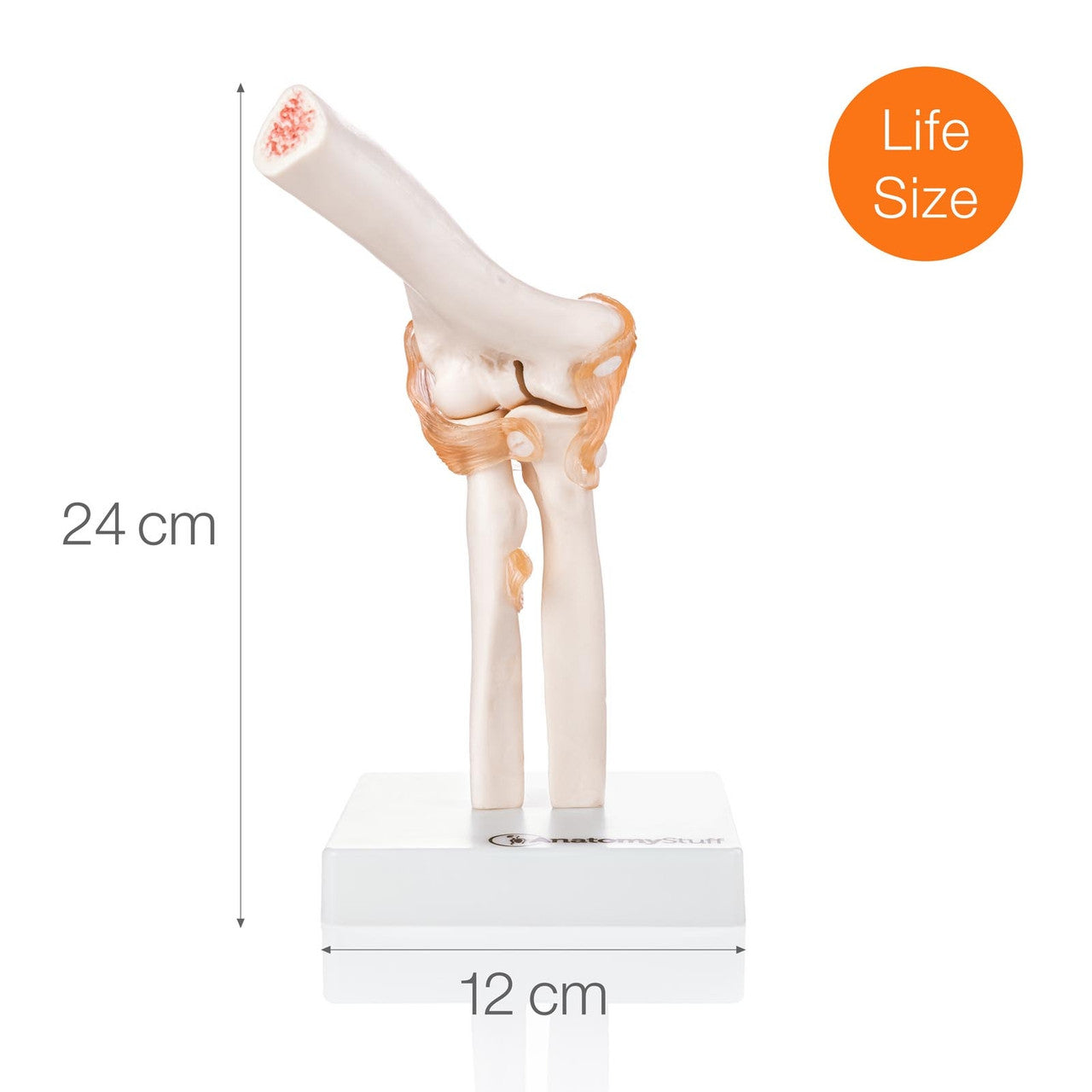 Budget Flexible Elbow Model with Ligaments