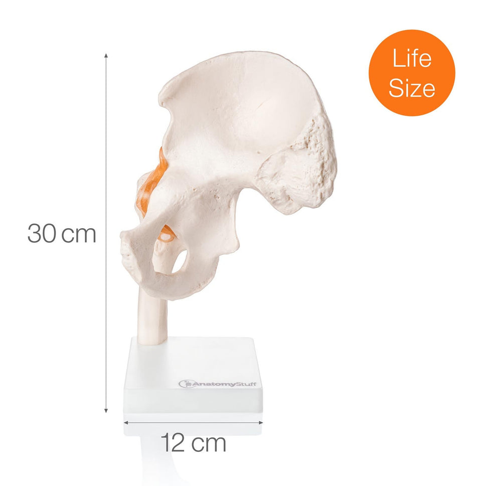 Budget Flexible Hip Model with Ligaments