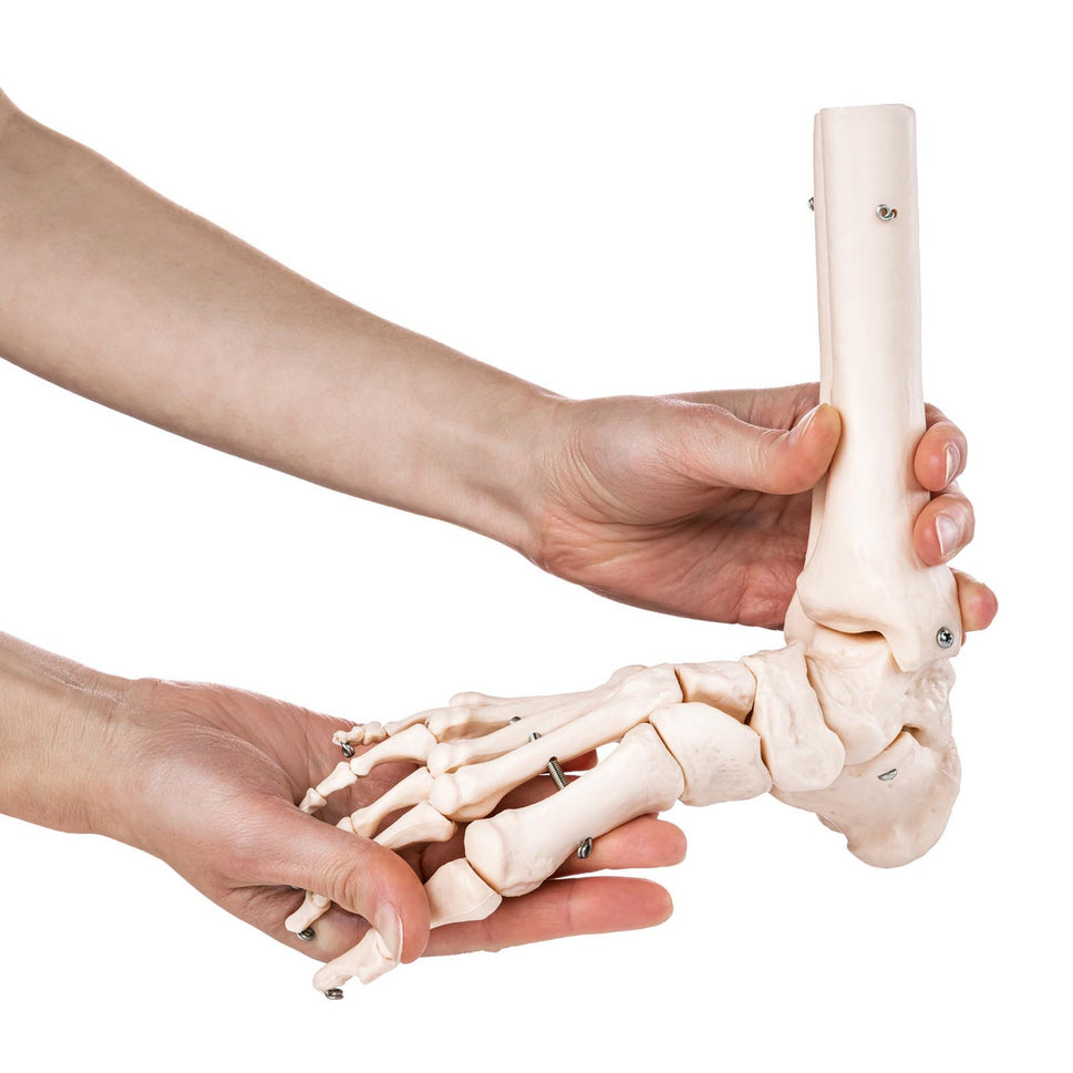 Budget Foot and Ankle Joint Model
