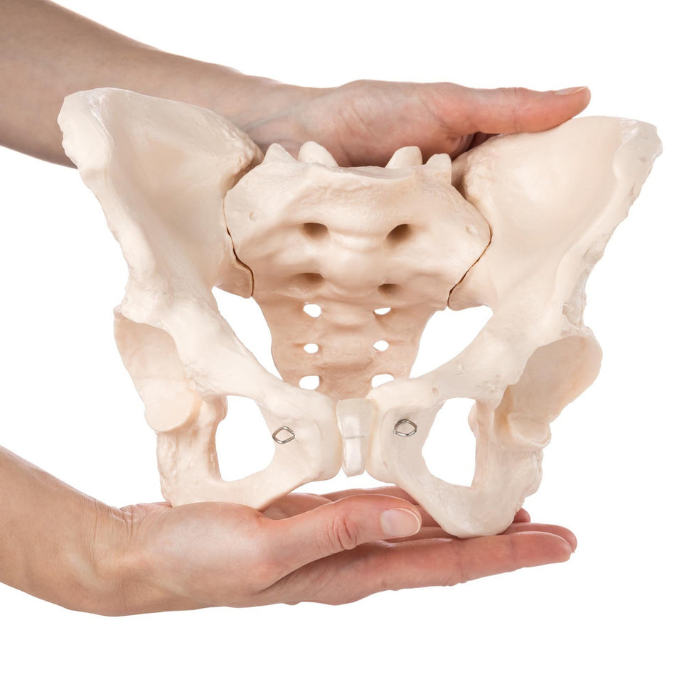 Budget Female Pelvis Model