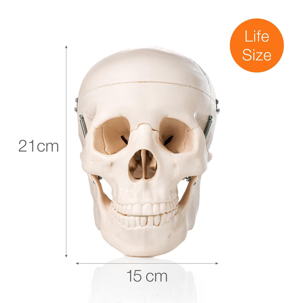Budget Skull Model (3 Part)