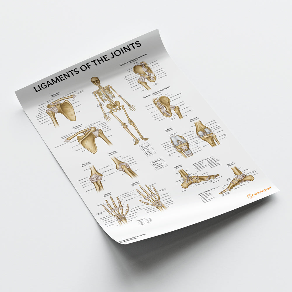 Ligaments of the Joints Chart / Poster - Part of Collection