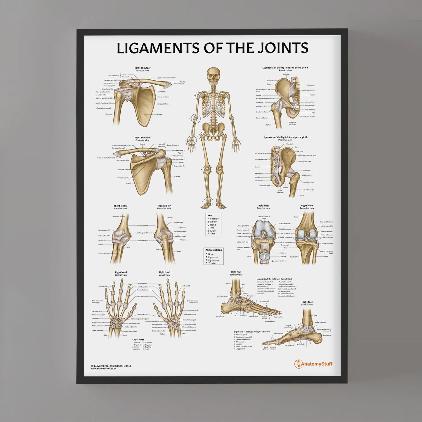 Ligaments of the Joints Chart / Poster