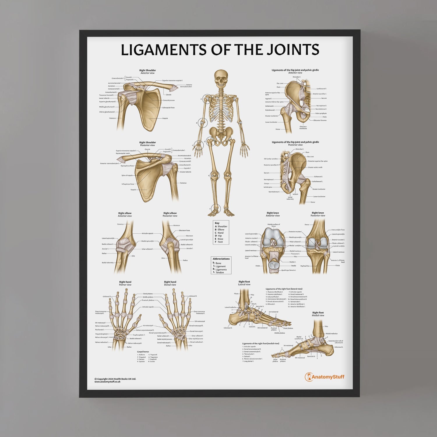 Ligaments of the Joints Chart / Poster