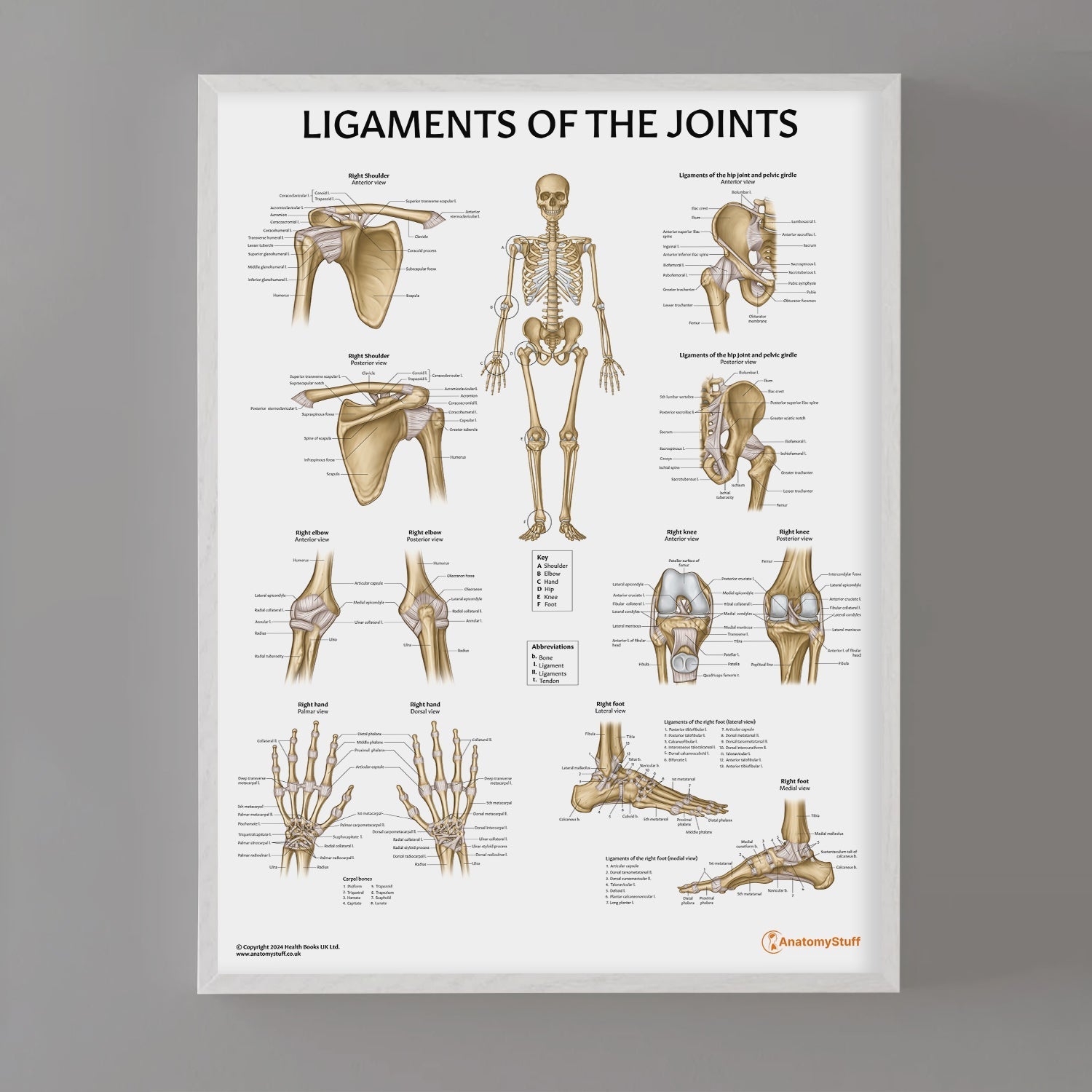 Ligaments of the Joints Chart / Poster - Part of Collection