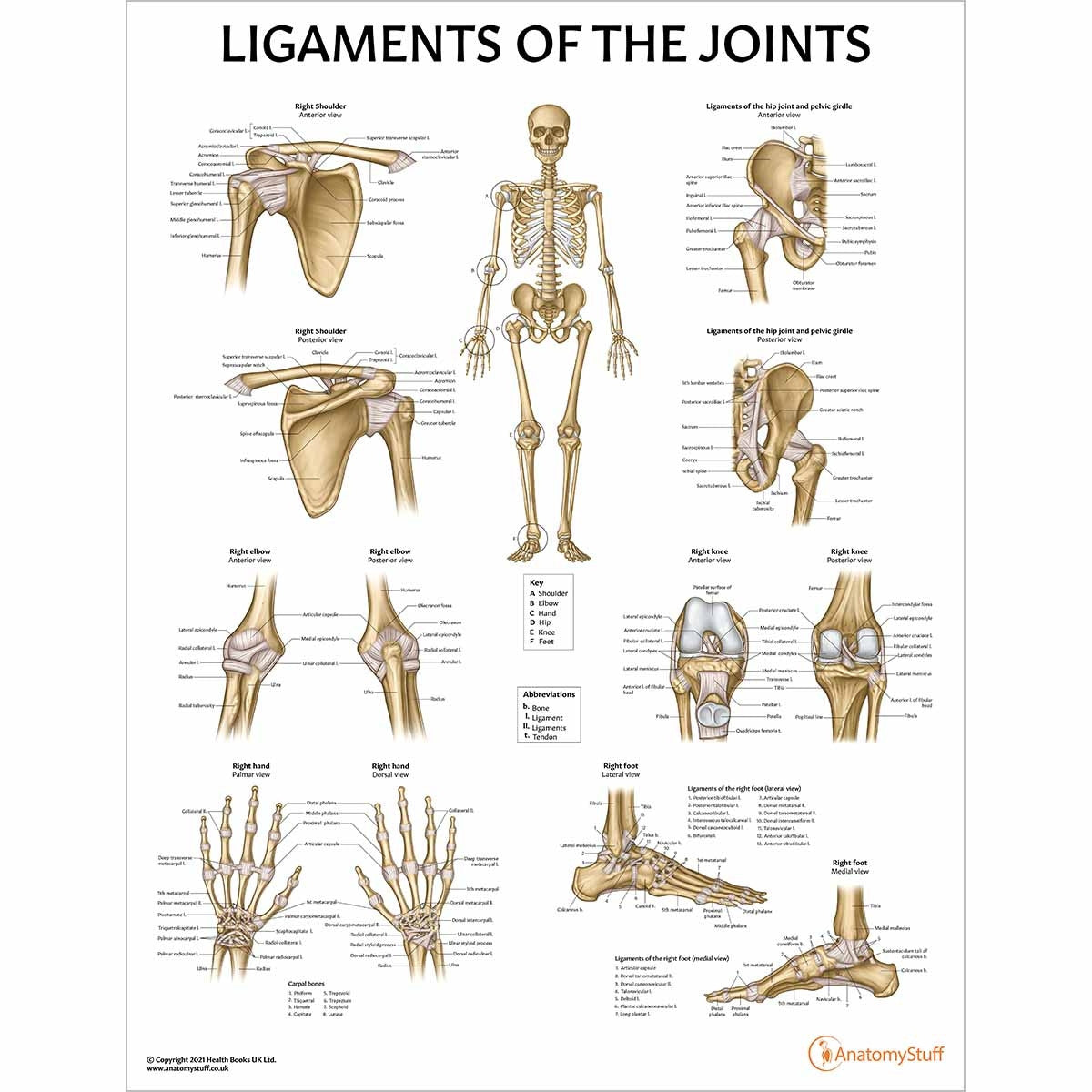 Skeleton Anatomy Collection