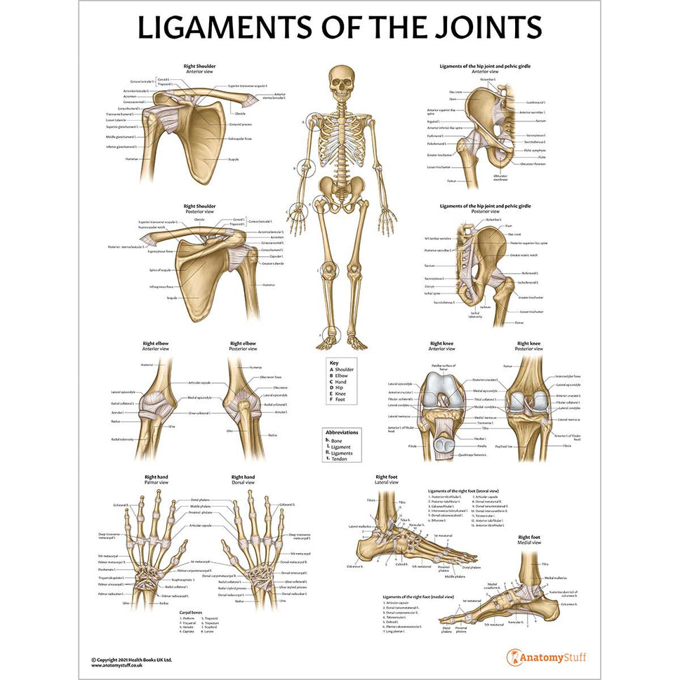 Physiotherapy 4 Poster Collection (Laminated)