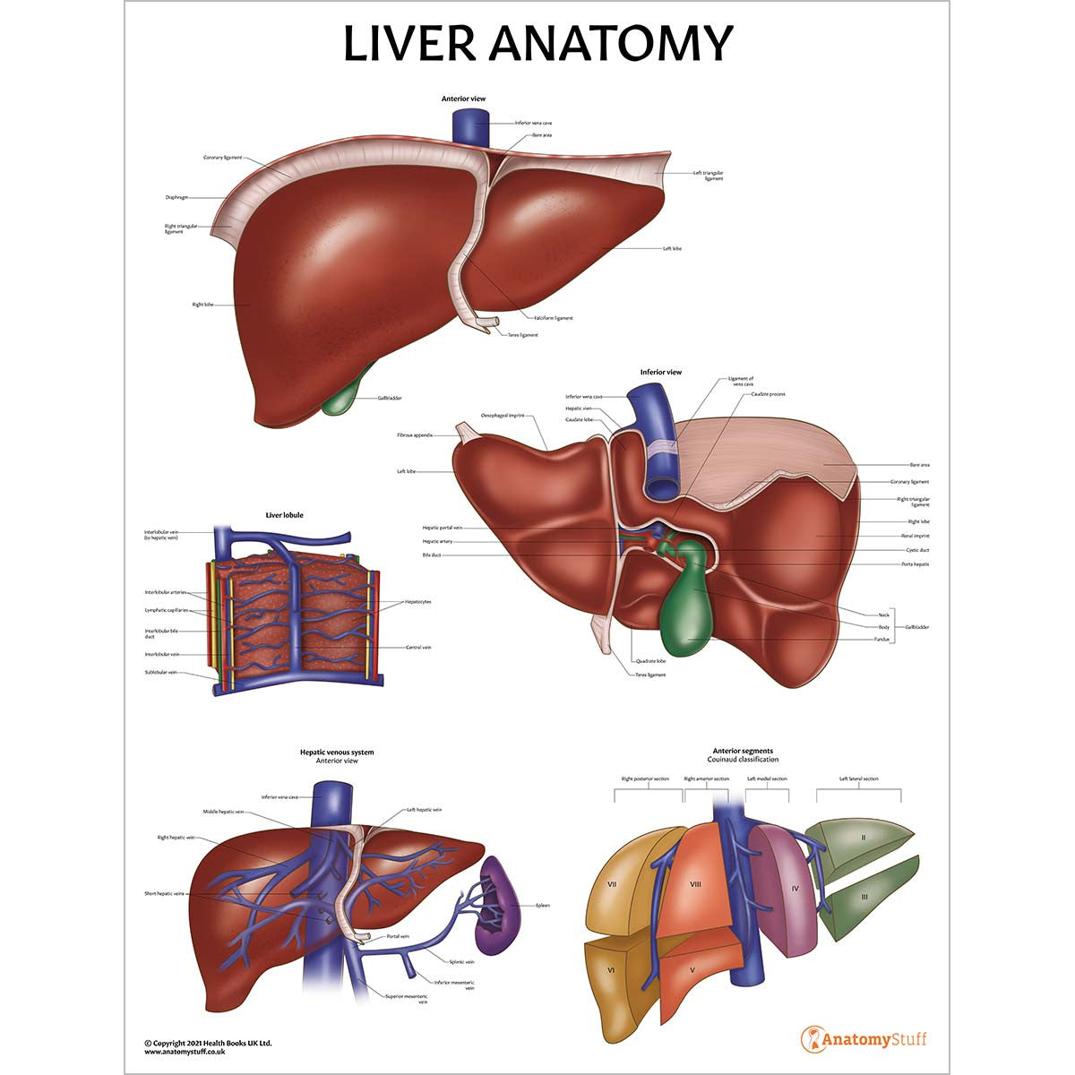 Liver Anatomy Laminated Chart Poster