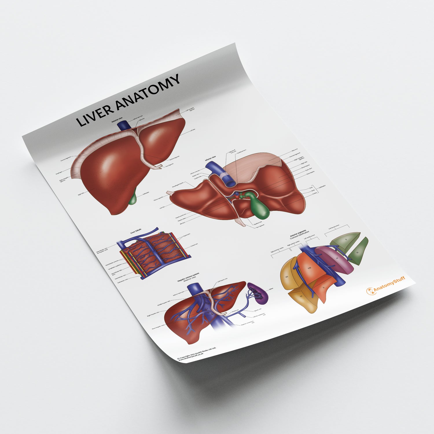 Liver Anatomy Chart / Poster