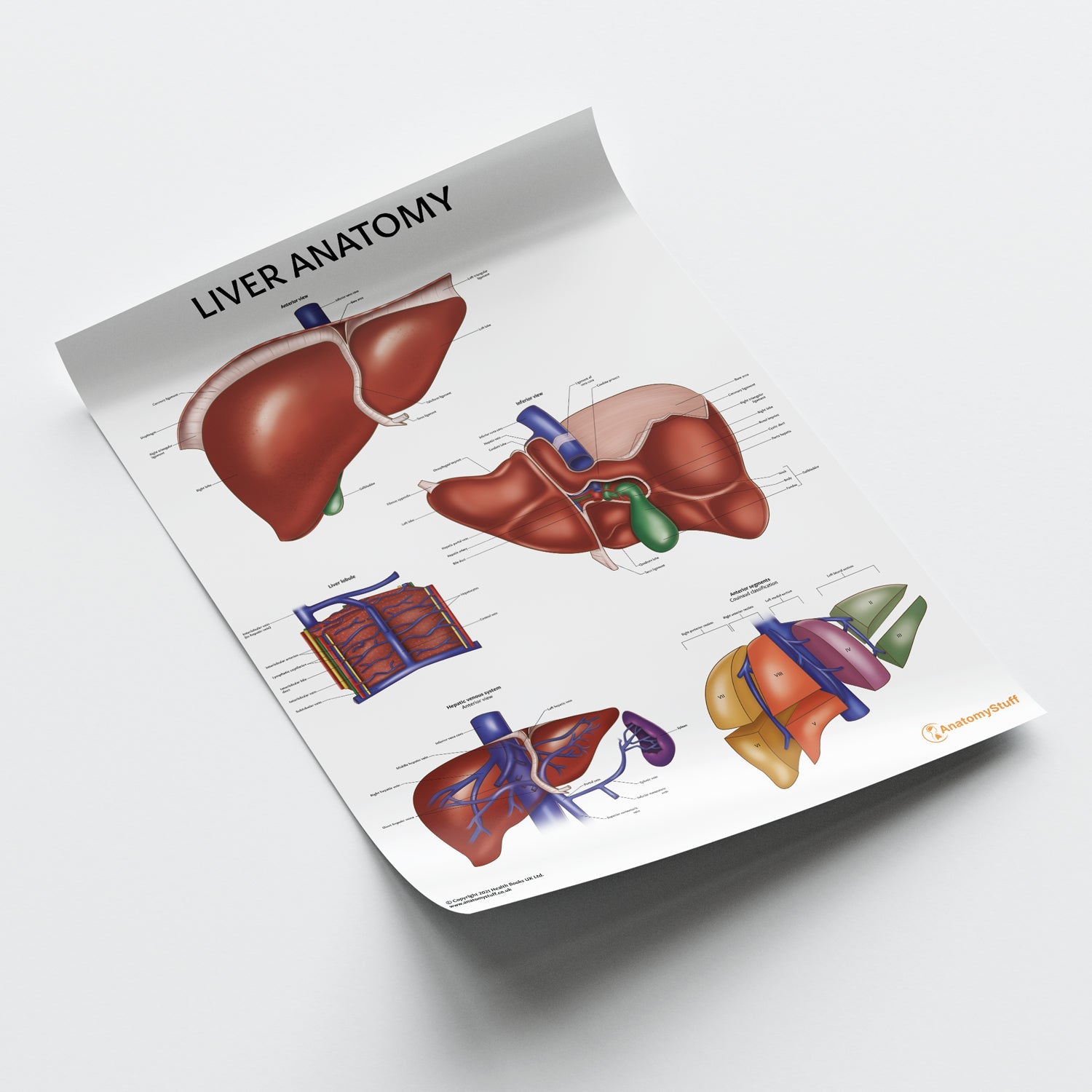 Liver Anatomy Chart / Poster - Part of Collection