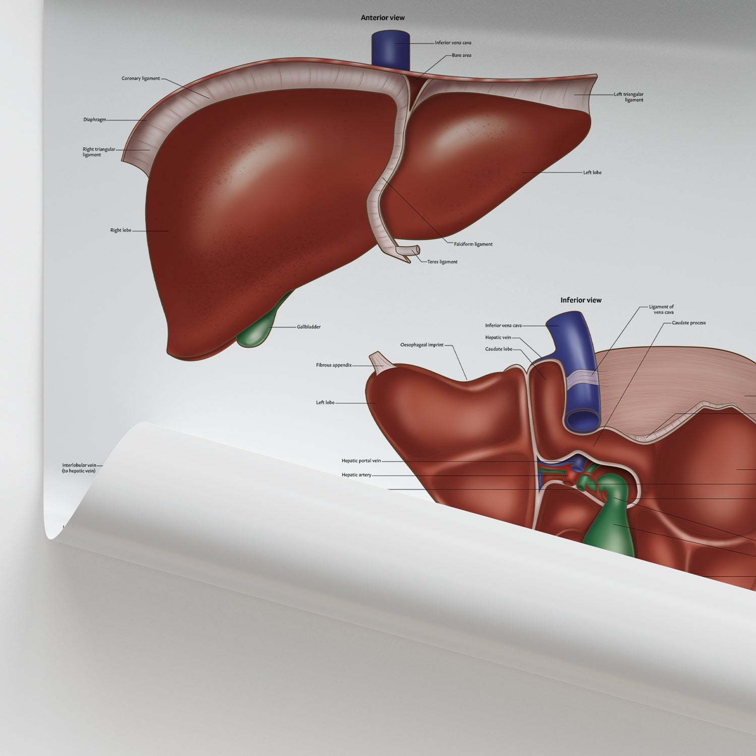 Liver Anatomy Chart / Poster - Part of Collection