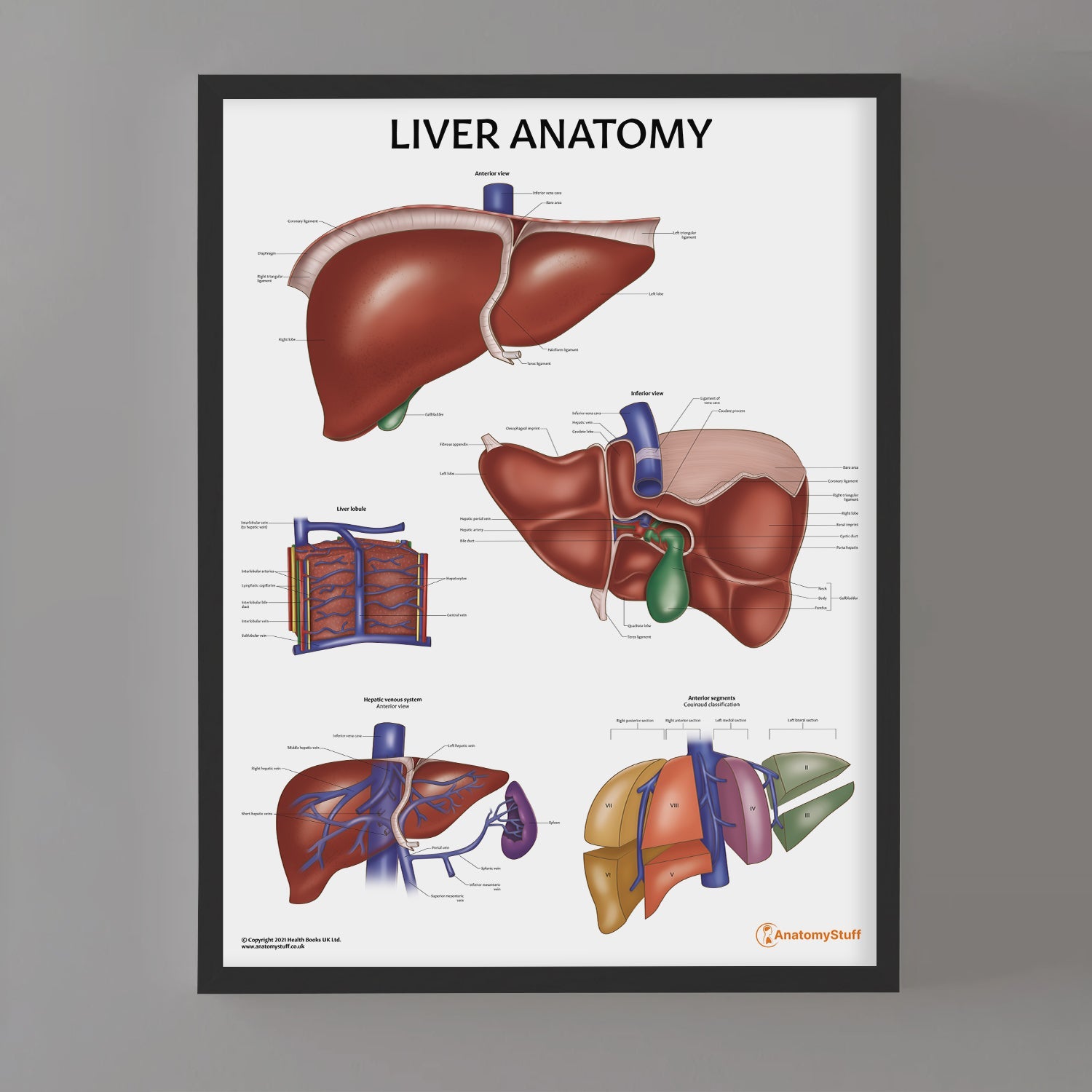 Liver Anatomy Chart / Poster - Part of Collection