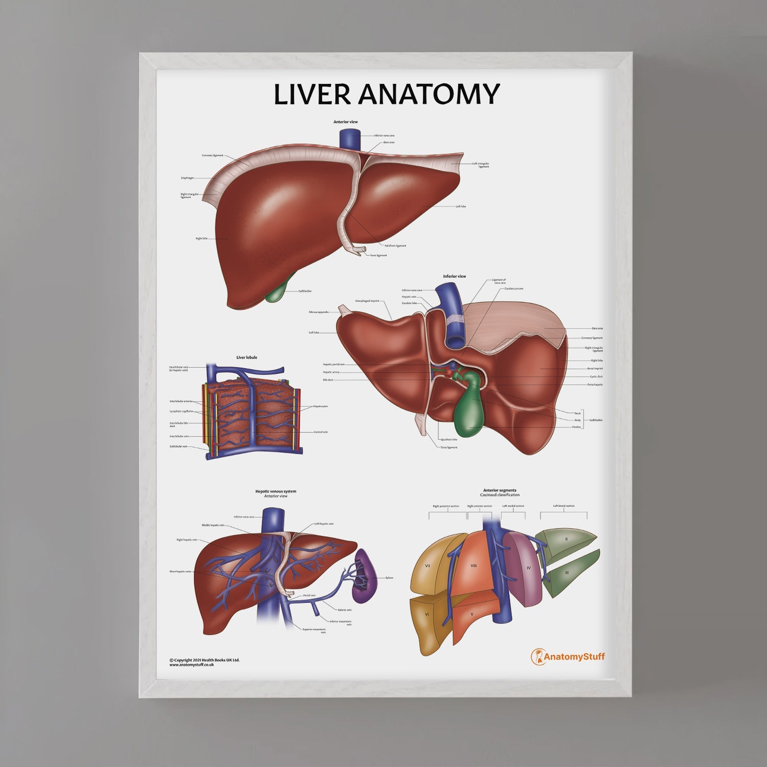 Liver Anatomy Chart / Poster - Part of Collection