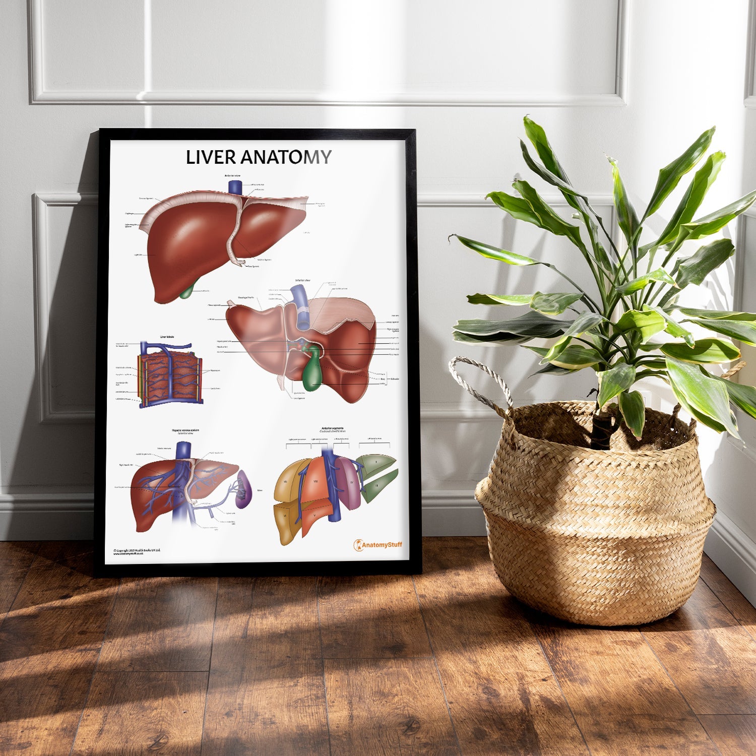 Liver Anatomy Chart / Poster - Part of Collection