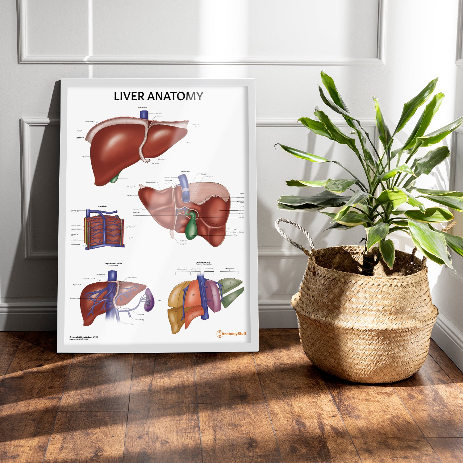 Liver Anatomy Chart / Poster