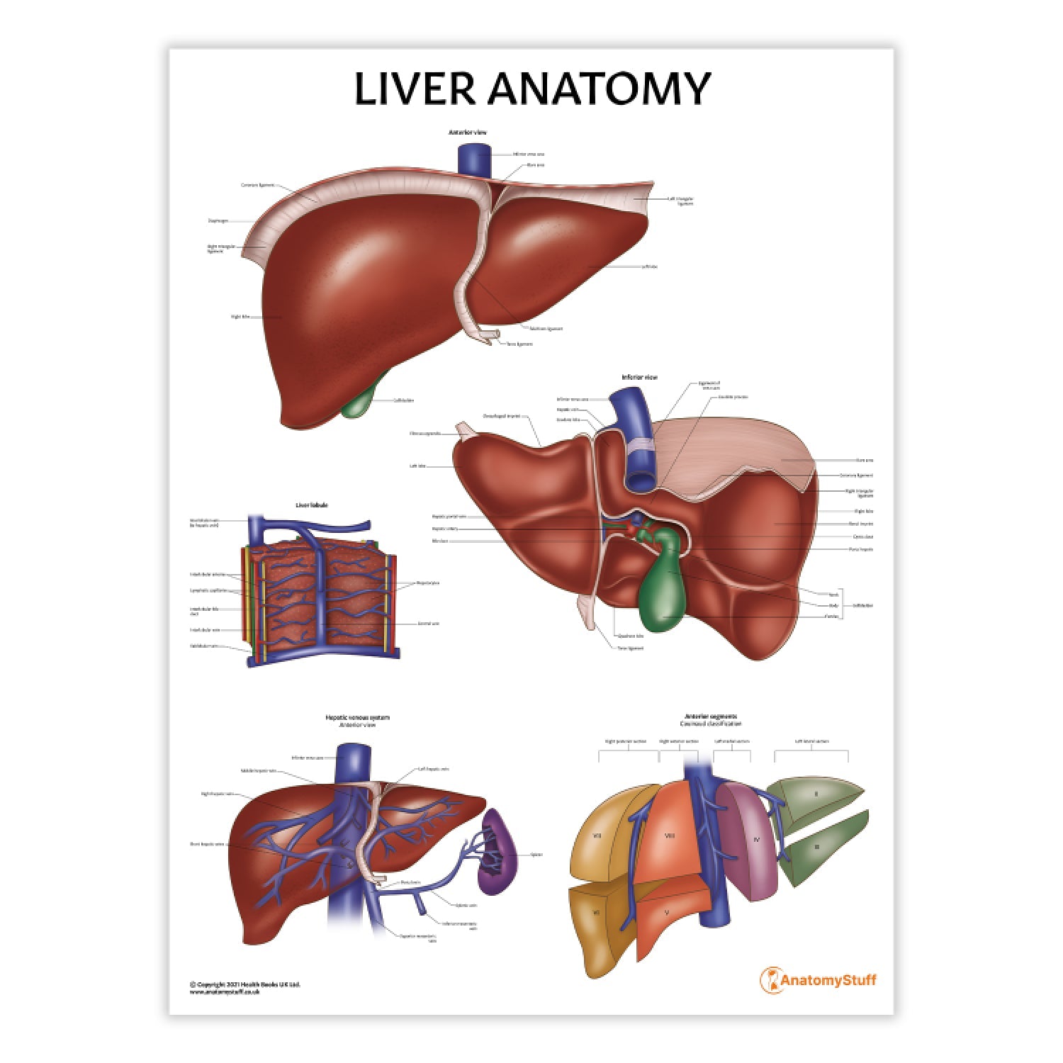 Liver Anatomy Chart / Poster - Part of Collection
