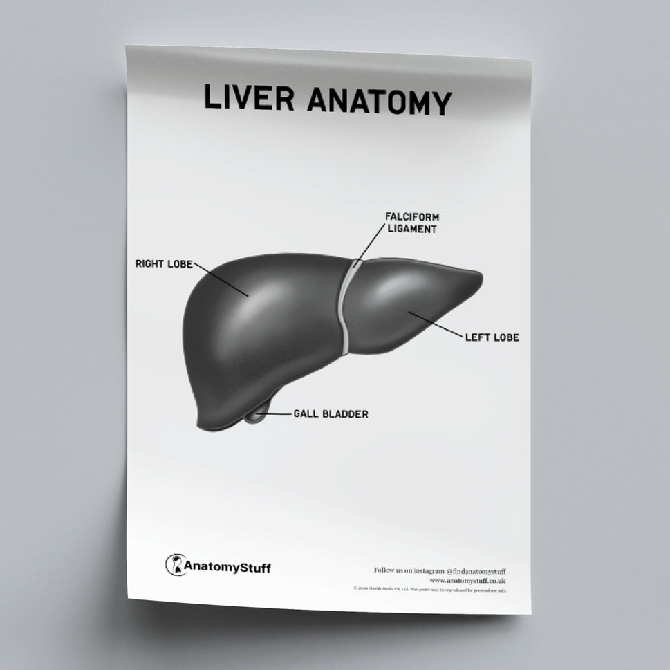 Liver Anatomy Poster PDF