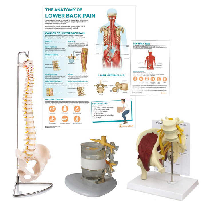 Lower Back Pain Collection