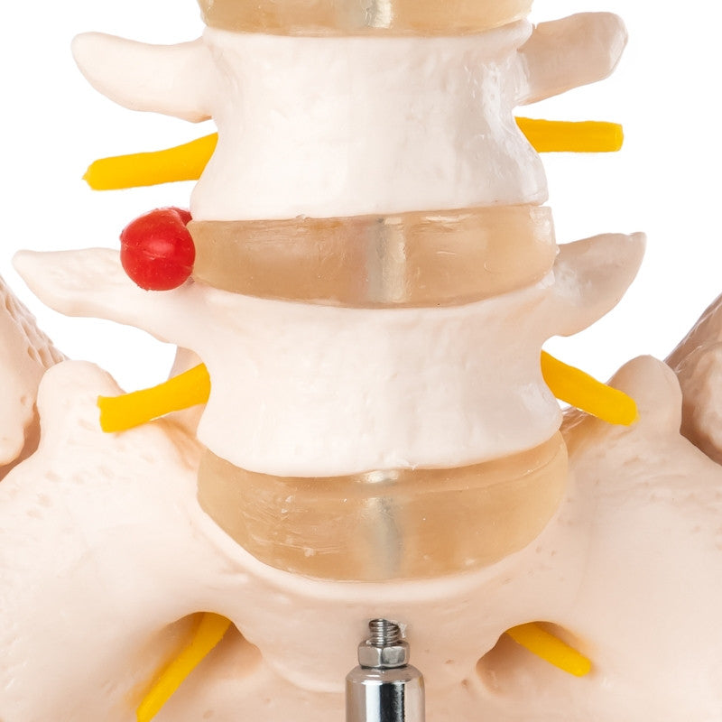 Budget Lumbar Spine Model with Pelvis