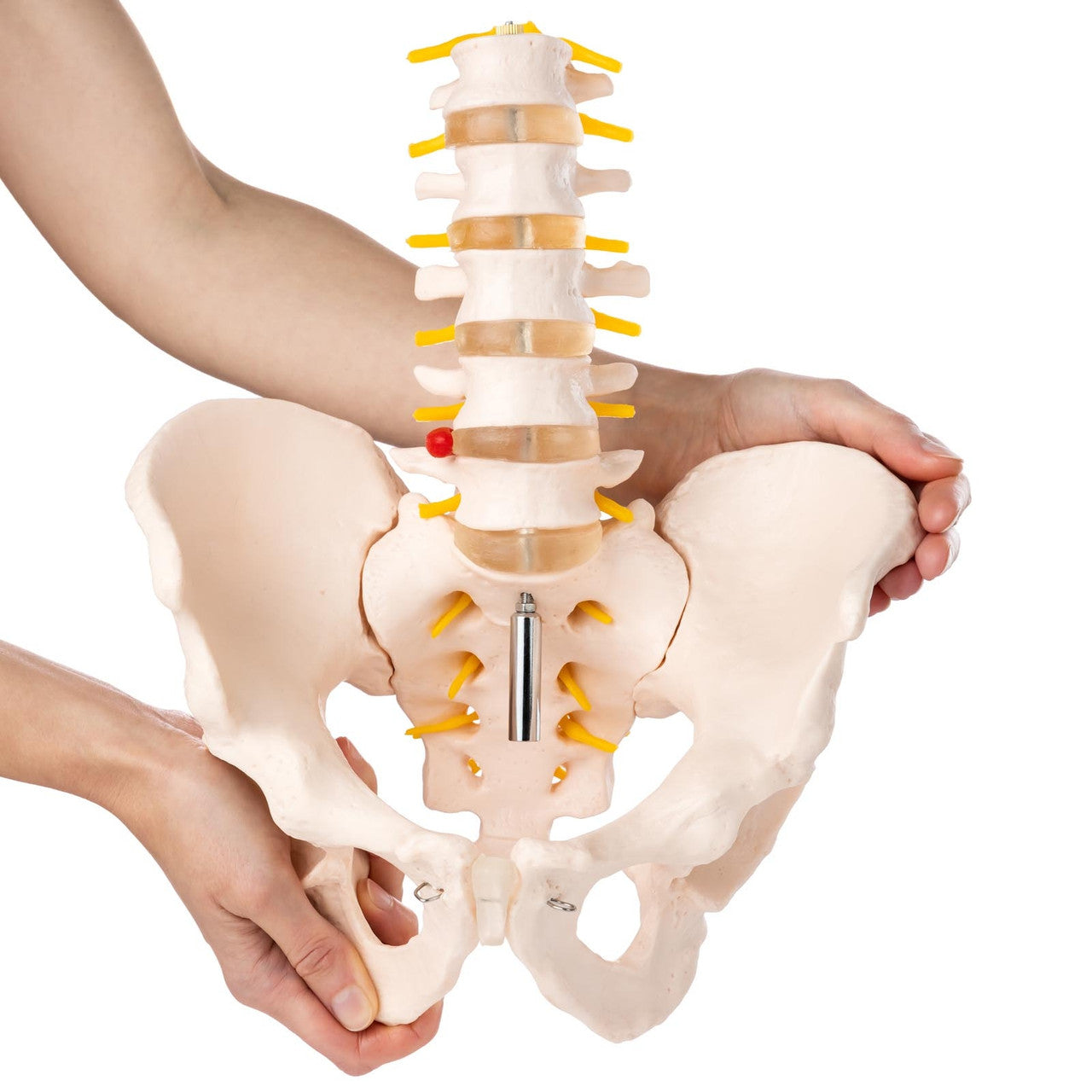 Budget Lumbar Spine Model with Pelvis