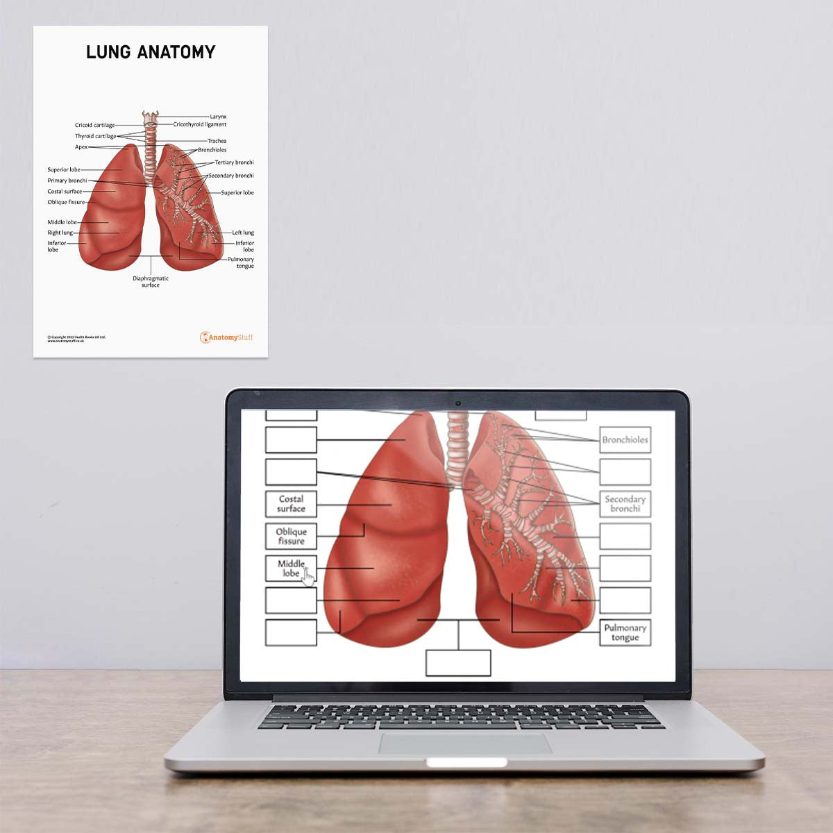 Lung Anatomy Poster / Worksheet (Interactive & Printable PDF)