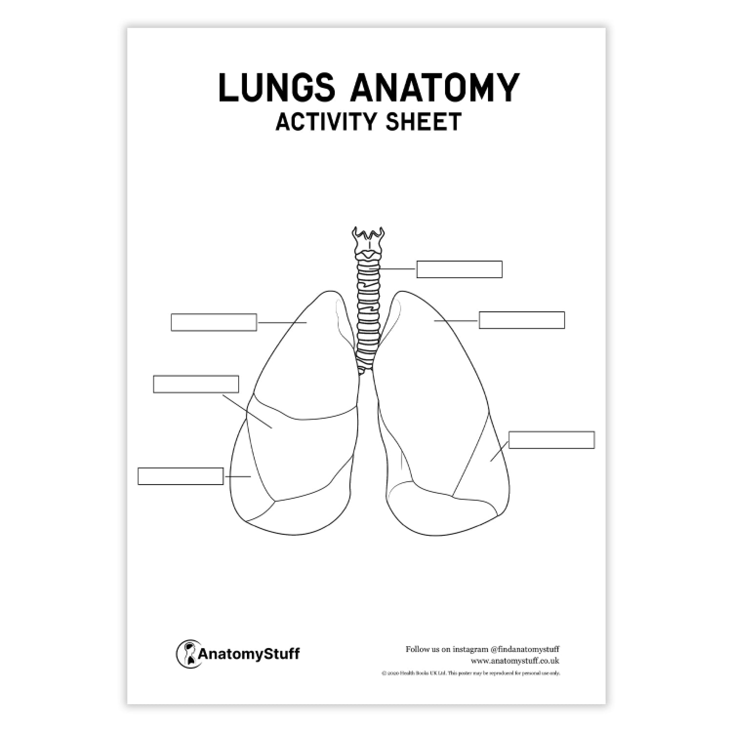 Lung Anatomy Activity Sheet PDF