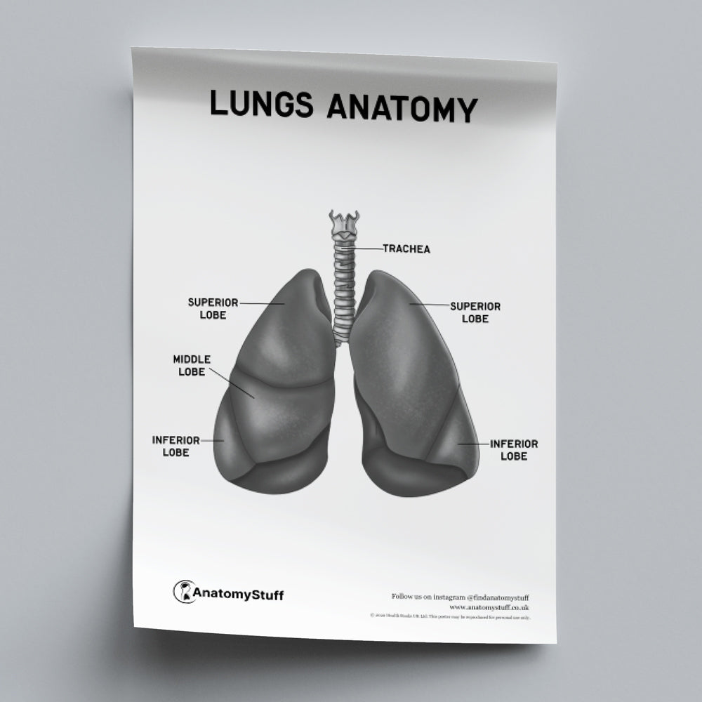 Lungs Anatomy Poster PDF