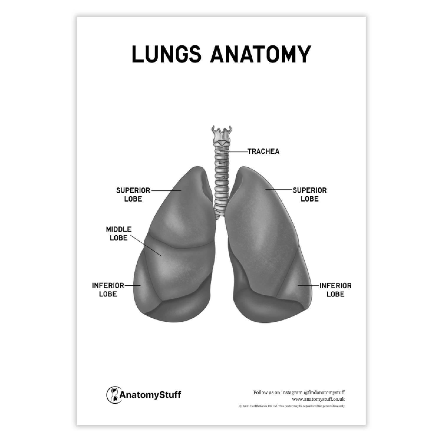 Lungs Anatomy Poster PDF