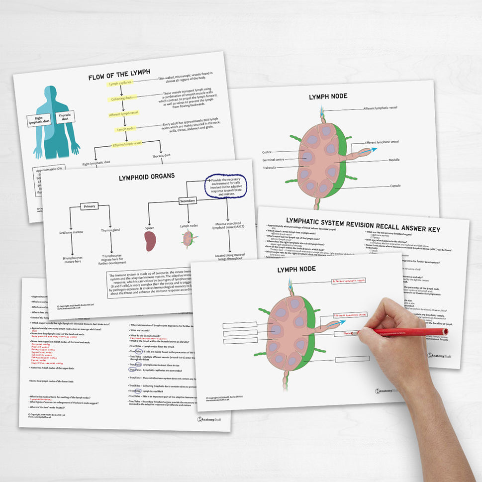 Lymphatic System Anatomy Revision Worksheets (Interactive & Printable PDFs)