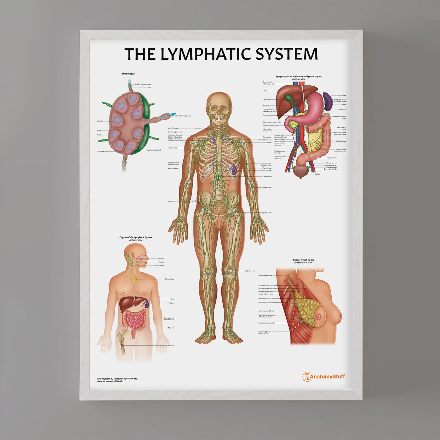 Lymphatic System Anatomy Chart / Poster