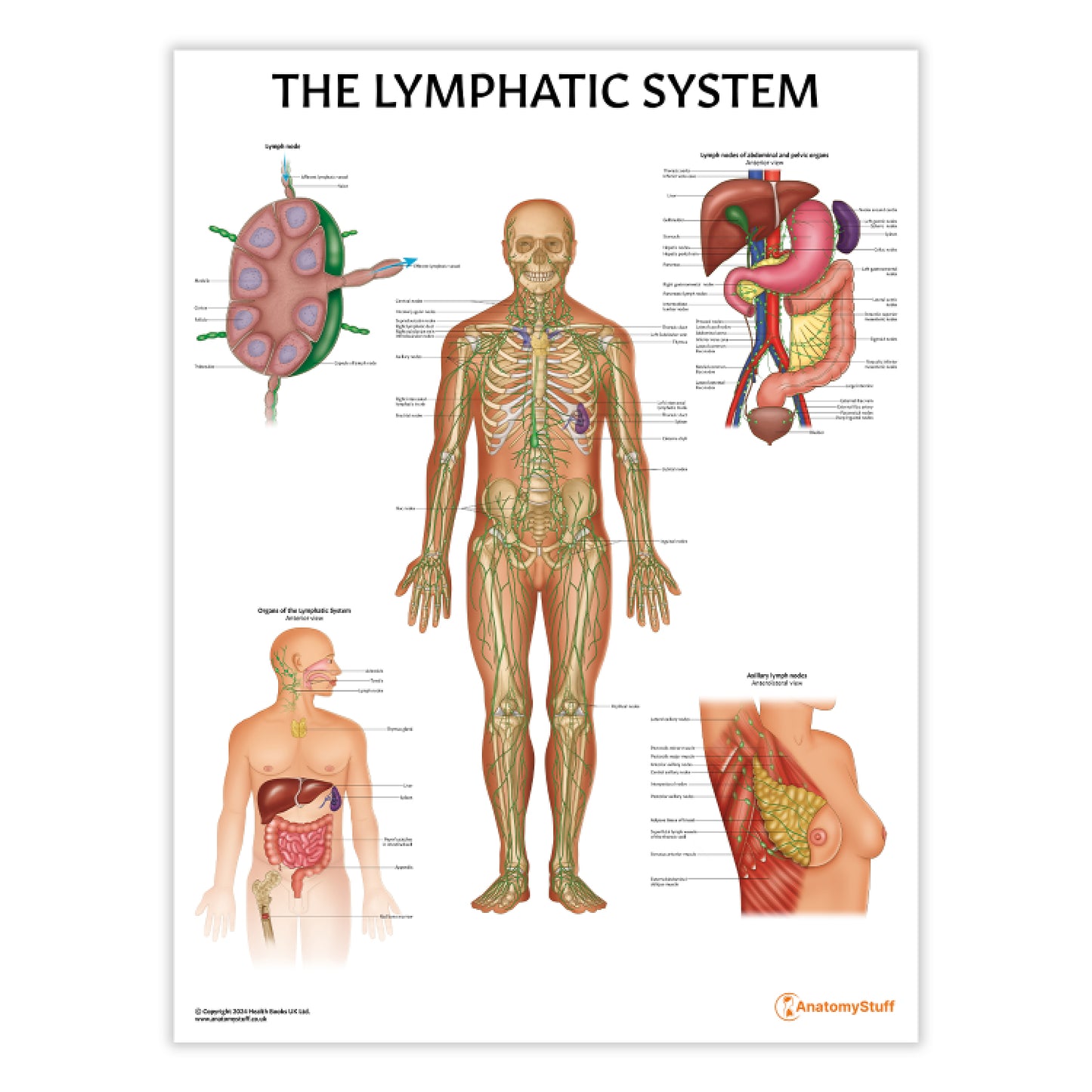 Lymphatic System Anatomy Chart / Poster