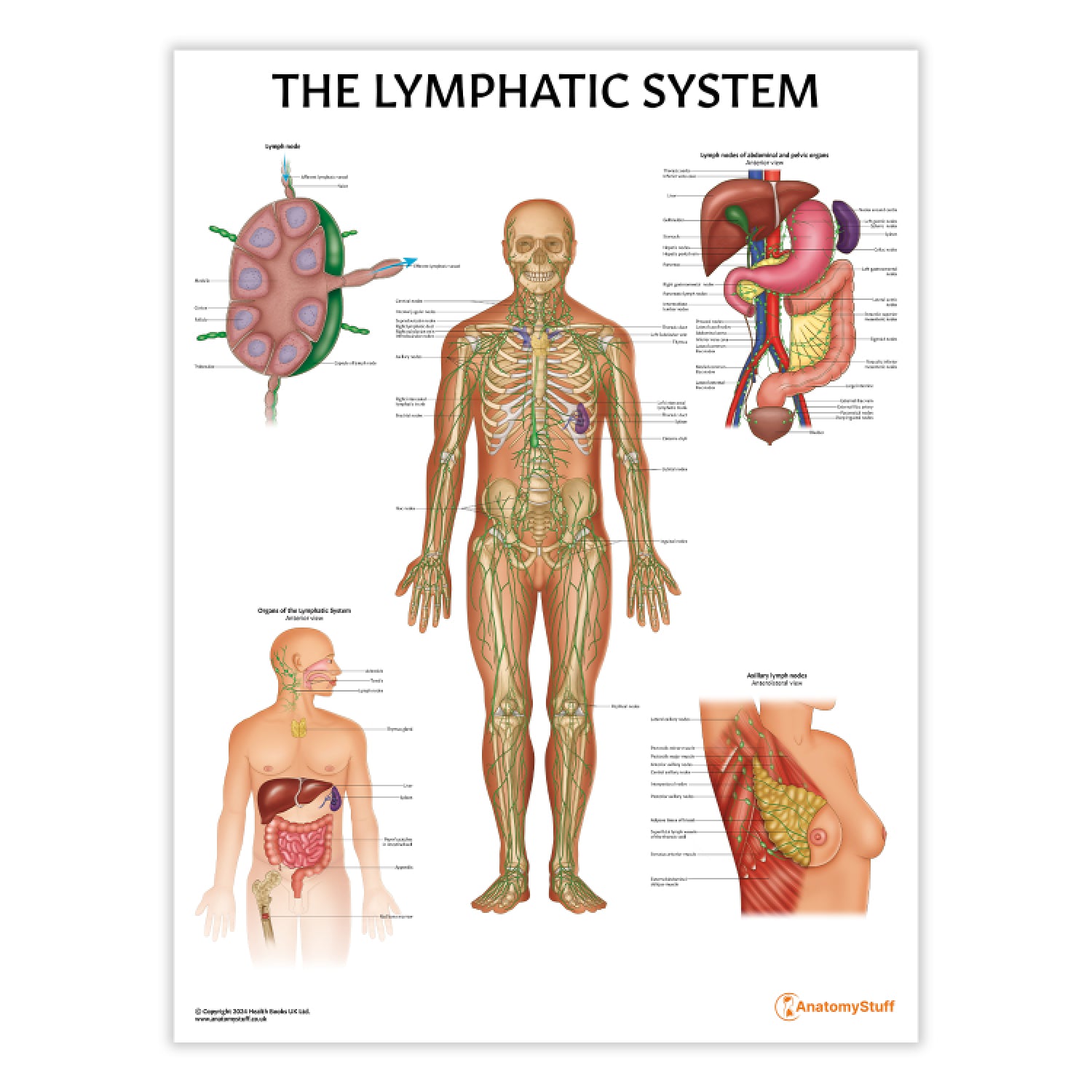Lymphatic System Anatomy Chart / Poster