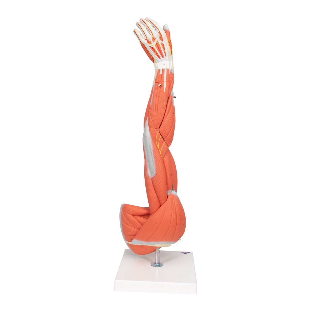 Arm Muscle Model (6 part, 3/4 Life Size)