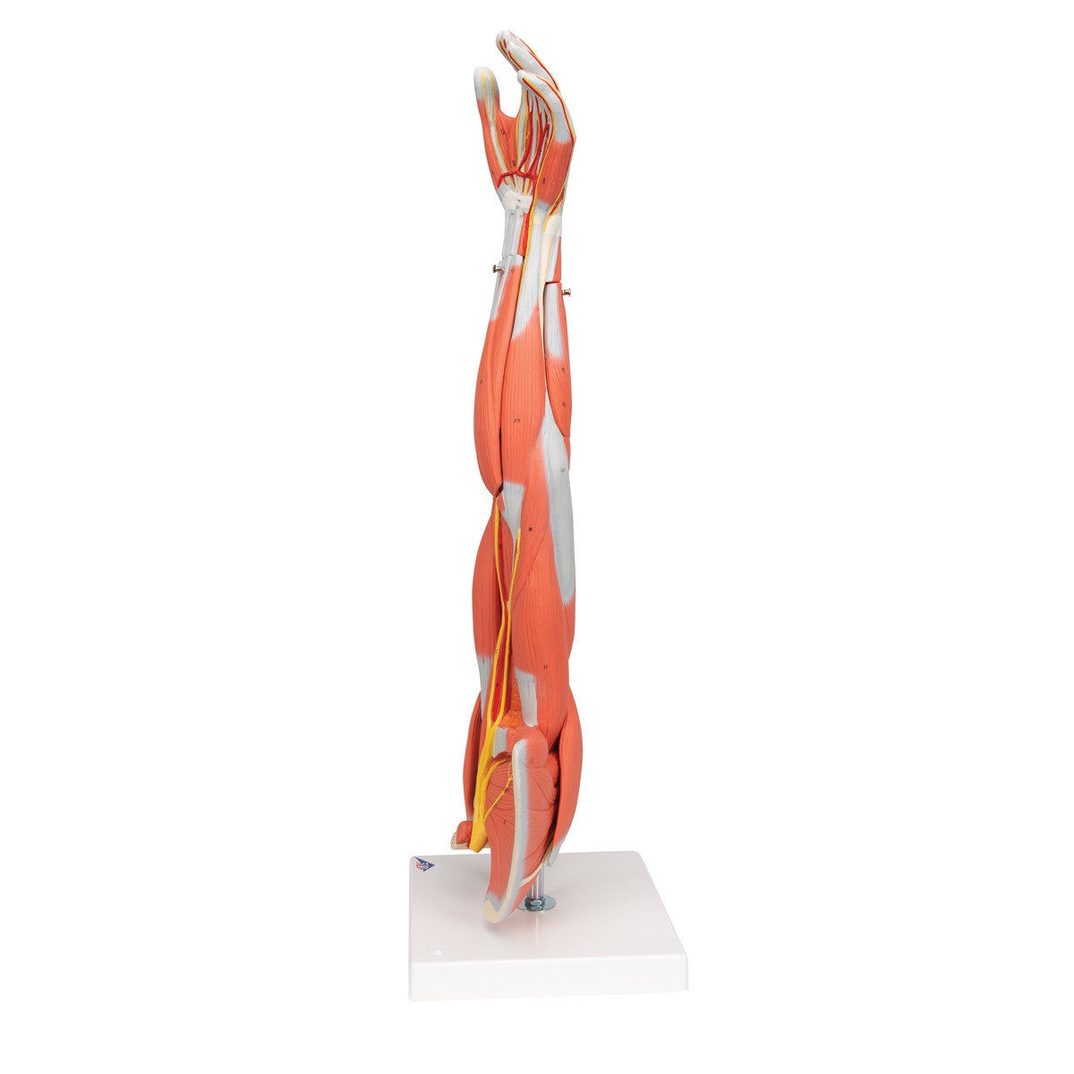 Arm Muscle Model (6 part, 3/4 Life Size)
