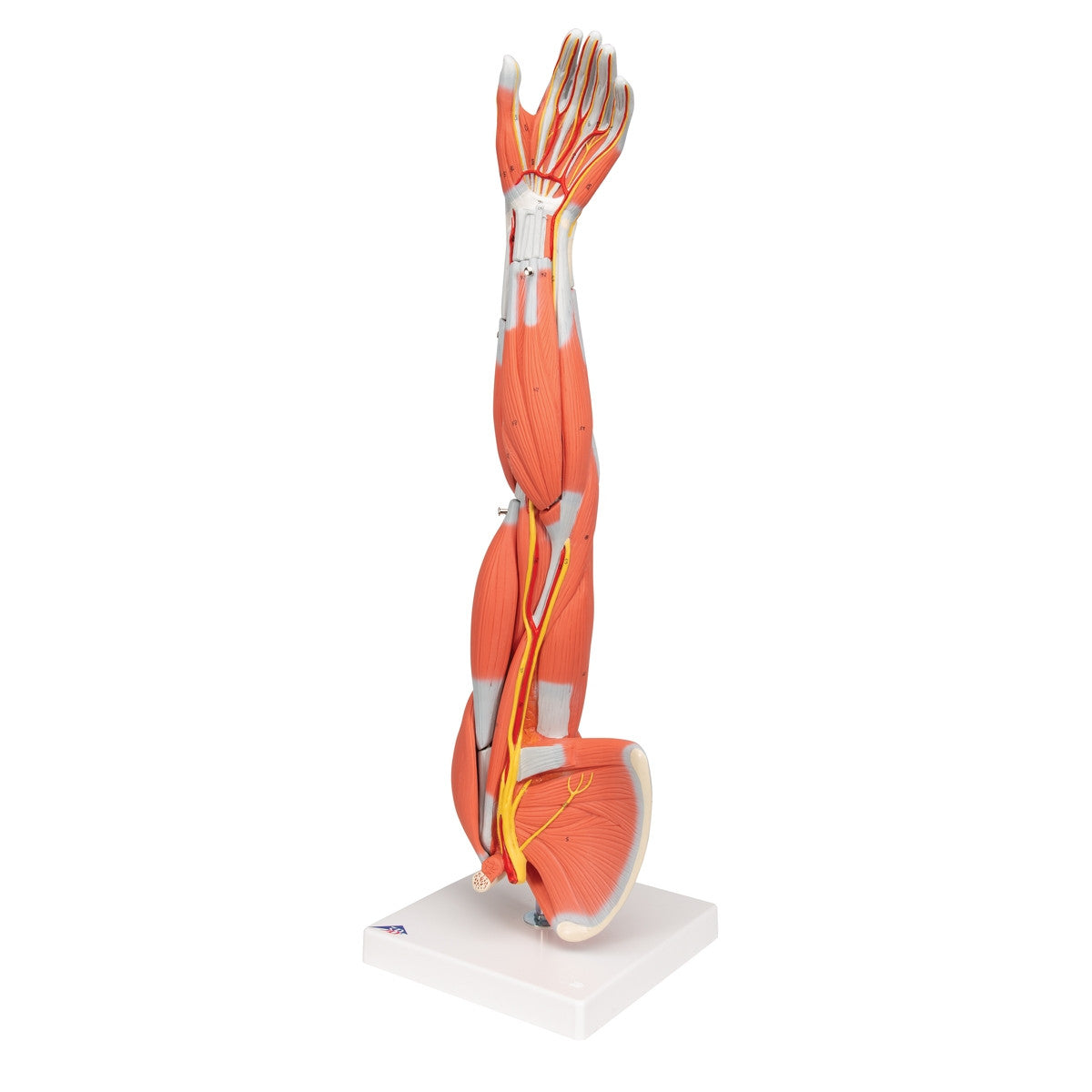 Arm Muscle Model (6 part, 3/4 Life Size)