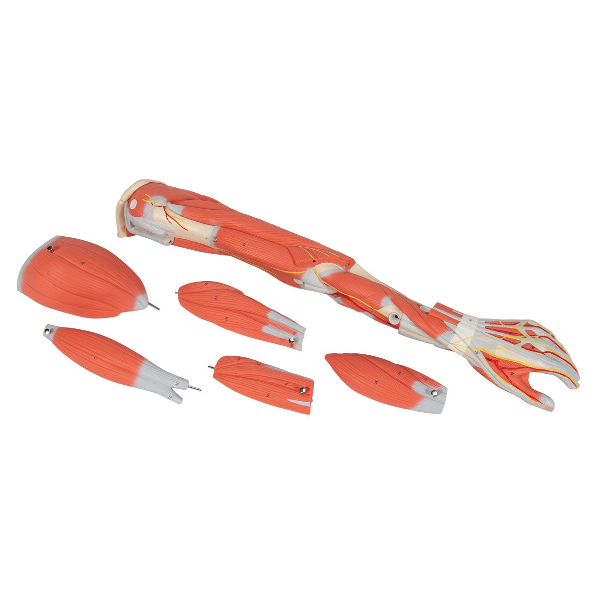 Arm Muscle Model (6 part, 3/4 Life Size)