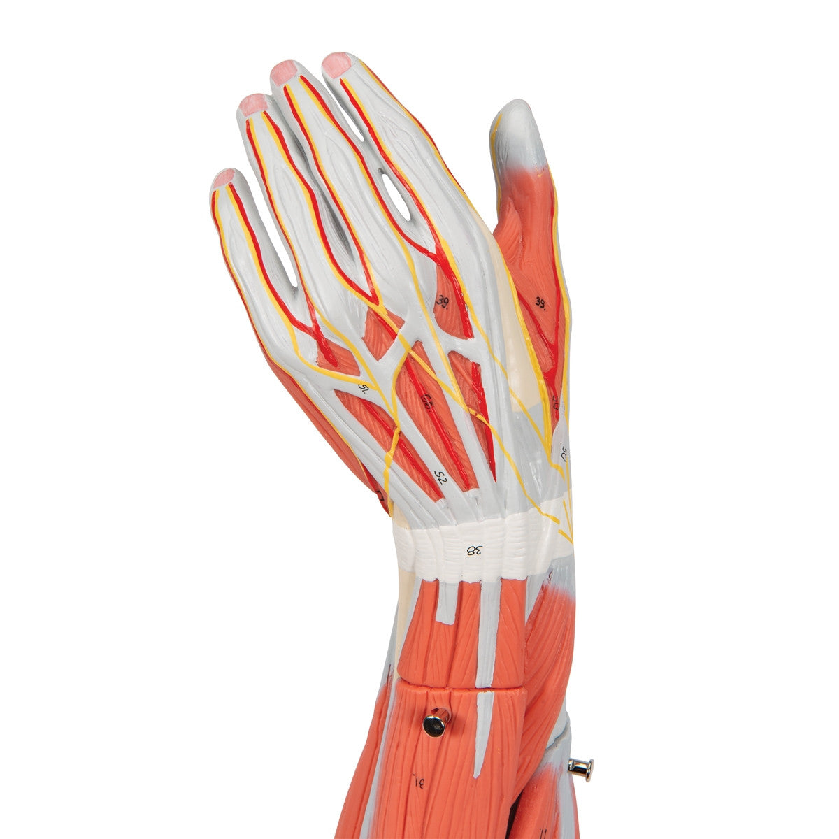 Arm Muscle Model (6 part, 3/4 Life Size)