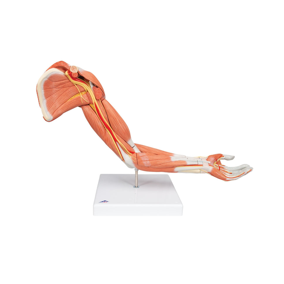 Deluxe Muscle Arm Model (6 part, Life Size)