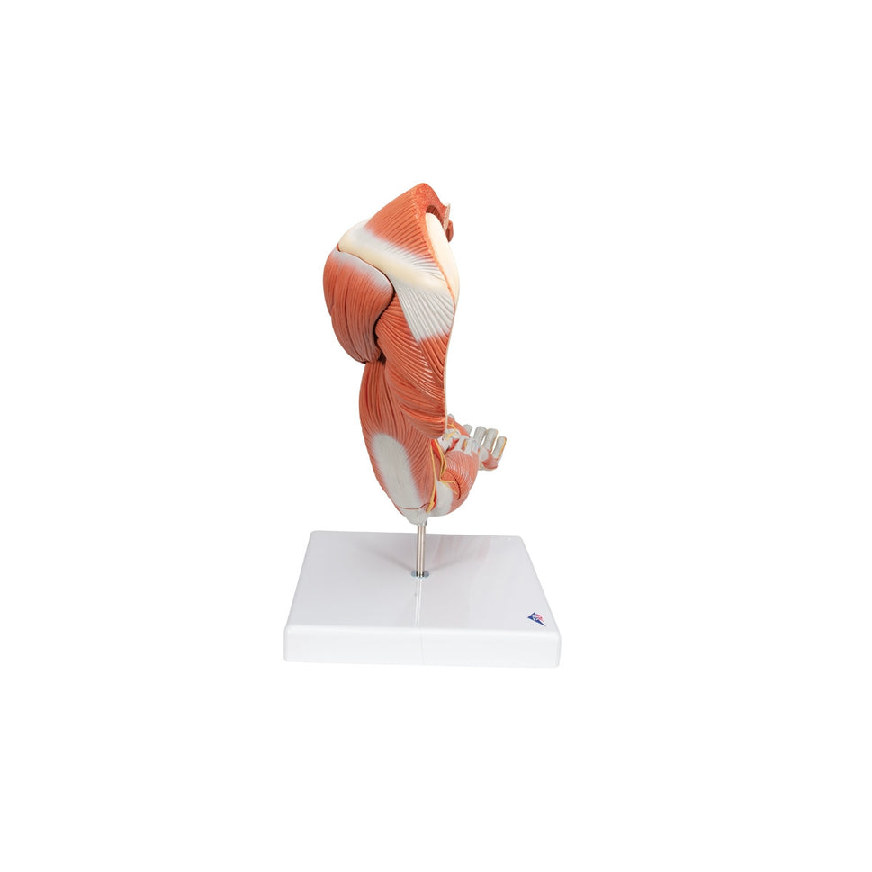 Deluxe Muscle Arm Model (6 part, Life Size)