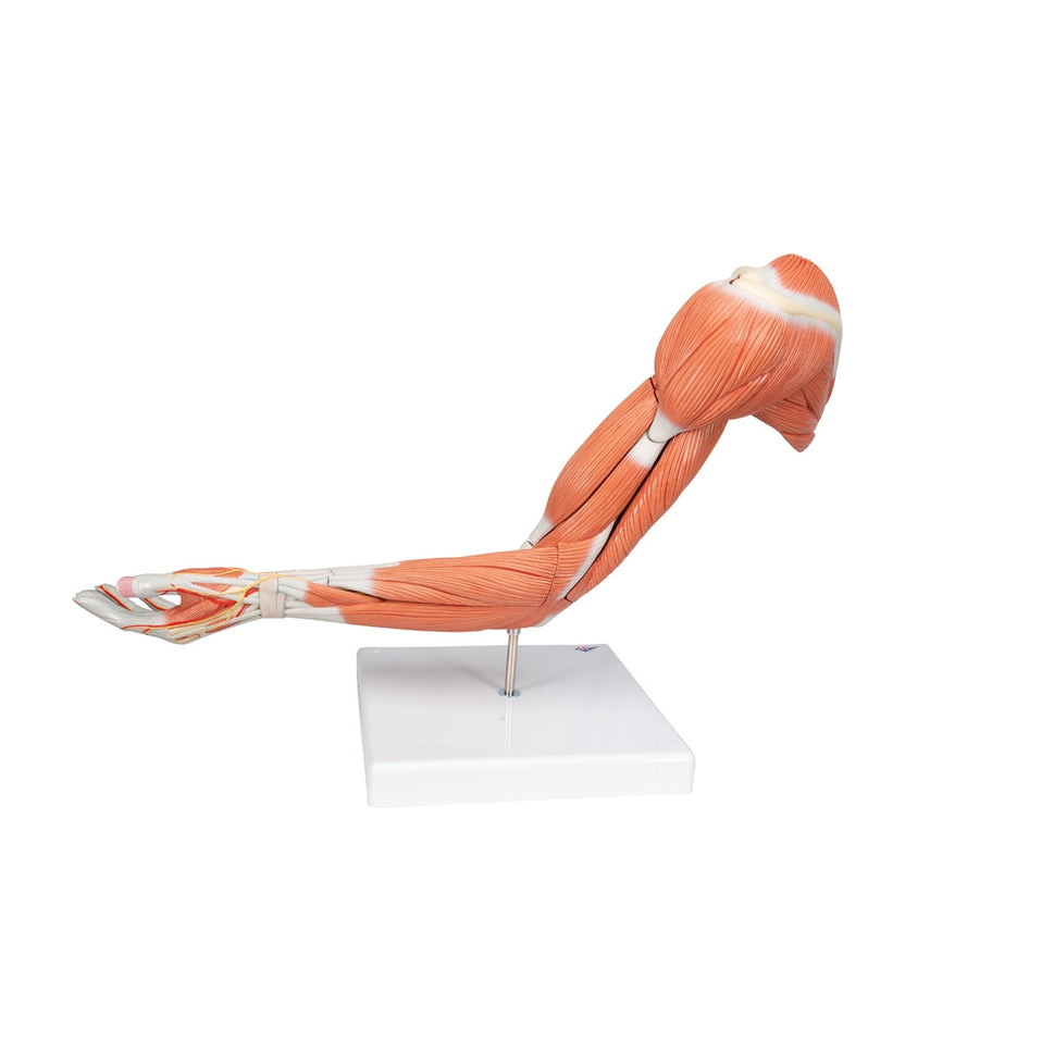 Deluxe Muscle Arm Model (6 part, Life Size)