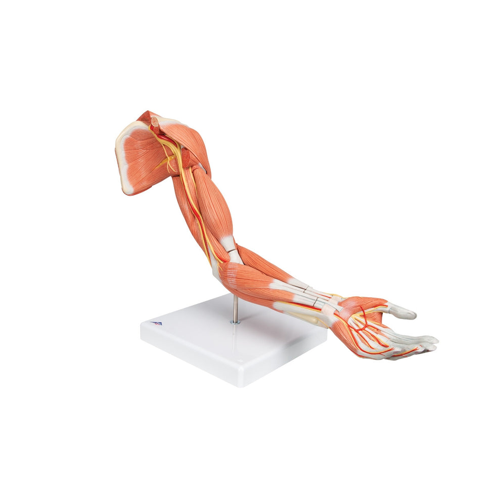 Deluxe Muscle Arm Model (6 part, Life Size)
