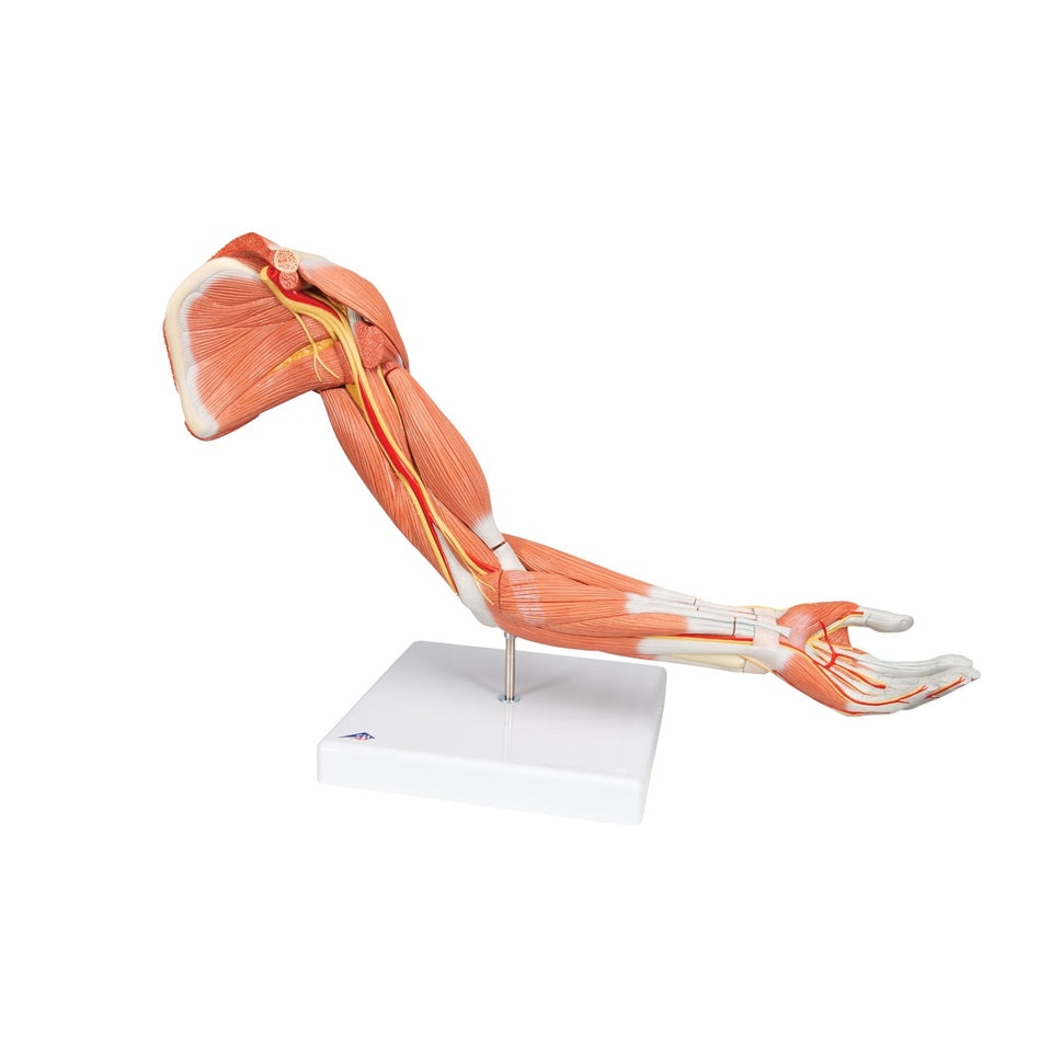 Deluxe Muscle Arm Model (6 part, Life Size)